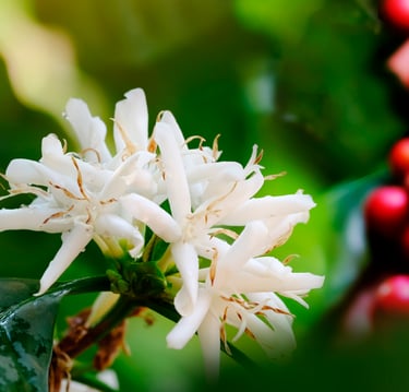 lorsust23 coffee blossom berries 960x675